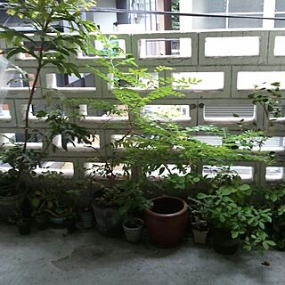 玄関/入り口/玄関内外の植物のインテリア実例 - 2013-07-19 07:33:03