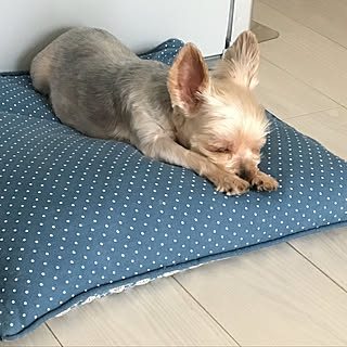 ハムスターのケージは次回/インコと暮らす/ハムスターと暮らす/インコのケージ掃除/平日休み...などのインテリア実例 - 2019-05-20 12:03:39