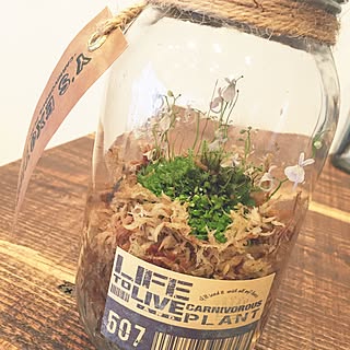 壁/天井/ろうびき/麻ひも/utricularia/ウトリキュラリア...などのインテリア実例 - 2016-01-24 17:34:21