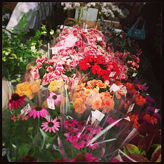 植物/お花/うちじゃないのインテリア実例 - 2013-06-29 15:36:56