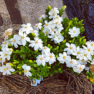 スウェーデンハウス マルバクチナシの商品を使ったおしゃれなインテリア実例 Roomclip ルームクリップ