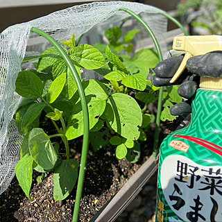 枝豆/野菜うまし/アースガーデン/害虫対策/家庭菜園...などのインテリア実例 - 2022-05-23 10:08:18