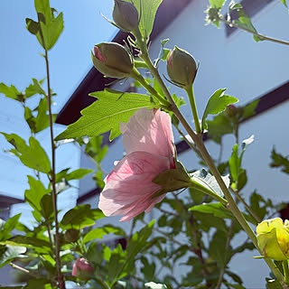 ハイビスカスに似たお花❁❁❁/ピンクのムクゲ/庭のお花/玄関/入り口のインテリア実例 - 2019-06-18 07:17:54