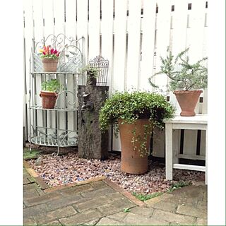 玄関/入り口/植物/DIY庭/DIY/DIYフェンスのインテリア実例 - 2013-10-02 08:33:40