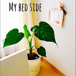 ベッド周り/植物のある暮らし/ベッドサイド/クワズイモが伸び伸び/鳥さん♡のインテリア実例 - 2015-06-16 08:38:37