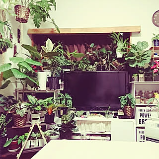 部屋全体/DIY/オタク部屋/エバーフレッシュ/観葉植物のある暮らし...などのインテリア実例 - 2017-11-23 23:29:00