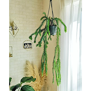 観葉植物 フペルジアのおすすめ商品とおしゃれな実例 | RoomClip(ルームクリップ) | RoomClip(ルームクリップ)