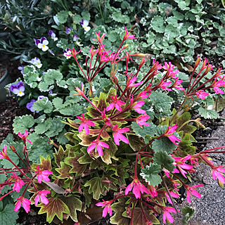 モミジバゼラニウムのインテリア実例 Roomclip ルームクリップ モミジバゼラニウムのインテリア実例 Roomclip ルームクリップ