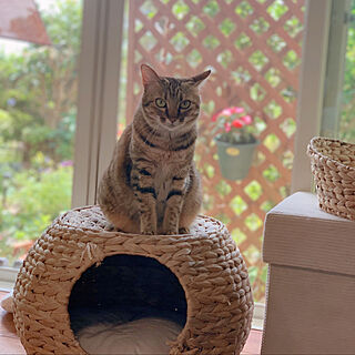 一戸建て 猫とインテリアのレイアウト おしゃれなインテリアコーディネートの実例 Roomclip ルームクリップ 一戸建て 猫とインテリアのレイアウト おしゃれなインテリアコーディネートの実例 Roomclip ルームクリップ