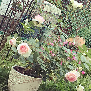 薔薇/玄関/入り口のインテリア実例 - 2019-07-01 15:31:42