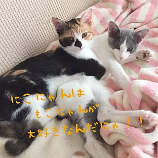 ベッド周り/NO CAT NO LIFE/子猫と暮らす/にこともこ/ねこと暮らす...などのインテリア実例 - 2017-01-11 20:33:03