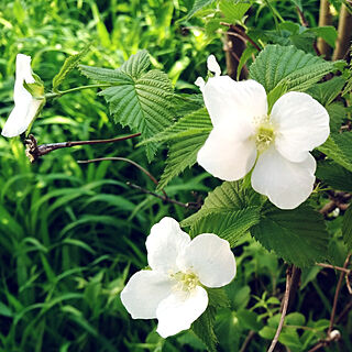 癒し/庭のお花/お花のある暮らし/春が好き/シロヤマブキのインテリア実例 - 2022-04-21 08:41:00