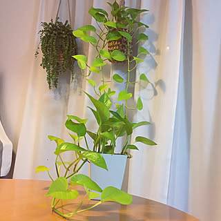 ポトスライムグリーン/観葉植物/窓際のグリーン/いいね、フォロー本当に感謝デス☺︎/ハンギンググリーン...などのインテリア実例 - 2019-10-12 19:28:37