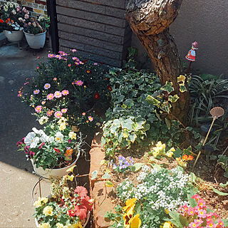 庭/花のある暮らし/お花のある暮らし/お花大好き♡/フリルパンジー...などのインテリア実例 - 2019-04-02 14:10:57