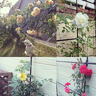玄関/入り口/薔薇のある暮らし/南側の庭/東側の花壇/花壇ＤＩＹ...などのインテリア実例 - 2016-11-21 12:30:19