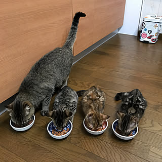 キッチン/インテリアじゃなくてごめんなさい/キジトラ/保護ねこ部/キッチンマット新しくしたい...などのインテリア実例 - 2017-07-28 08:22:05