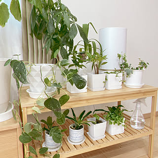 観葉植物大好き❤︎ 観葉植物のある暮らしのおすすめ商品とおしゃれな 