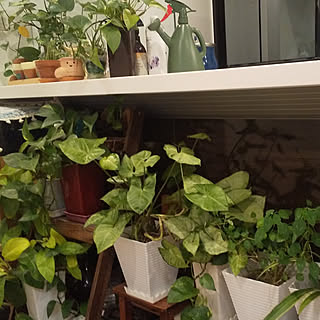 キッチン/植物のある暮らし/観葉植物のインテリア実例 - 2021-04-10 22:25:52