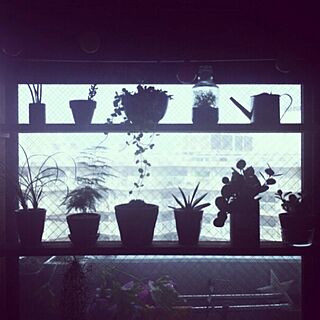 棚/DIY/植物/多肉植物/窓に棚のインテリア実例 - 2013-09-14 10:20:55