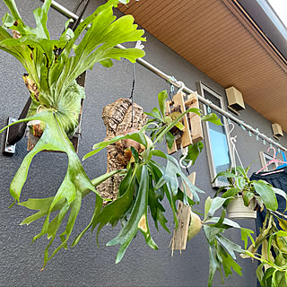 外壁は黒/植物のある暮らし/2021年11月/観葉植物に癒やされてます✮/ネペンテス...などのインテリア実例 - 2021-11-13 09:36:47