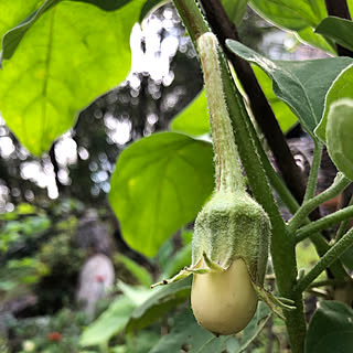 手作り/菜園/日記/植物が好き/植物のある暮らし...などのインテリア実例 - 2020-09-23 17:00:38