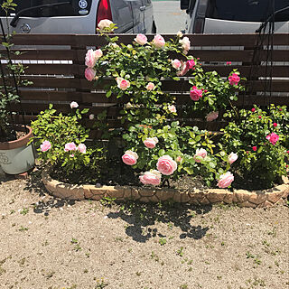 薔薇のある庭/薔薇のインテリア実例 - 2019-05-14 21:00:23
