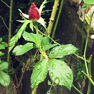 壁/天井/雨の日も好き❣️/雨粒/花のある暮らし/花に囲まれて暮らしたい...などのインテリア実例 - 2016-12-13 13:35:58