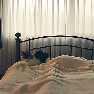 ベッド周り/ねこのいる日常/猫と暮らす/いいね&コメント&フォロー感謝♡/NO CAT,NO LIFE❤️...などのインテリア実例 - 2017-08-13 05:43:42