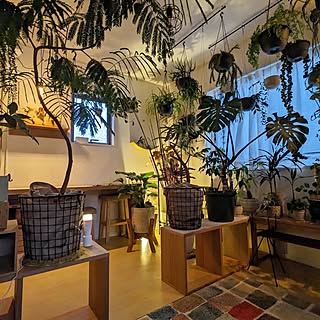 おうち時間/観葉植物インテリア/無印良品/愛用の家具/観葉植物のある暮らし...などのインテリア実例 - 2023-04-19 07:25:37