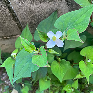 裏庭/どくだみの花/庭/RCの出会いに感謝♡/優しいコメントありがとう♡...などのインテリア実例 - 2023-05-17 08:14:36