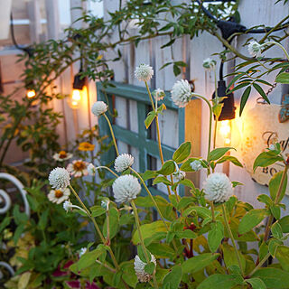 ライトアップ/花のある暮らし/ナイトガーデン/緑のある暮らし/私の庭...などのインテリア実例 - 2020-09-01 20:23:30