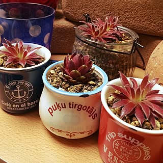 棚/多肉植物/雑貨/イベント戦利品♡/植え替えましたのインテリア実例 - 2014-06-03 20:46:43