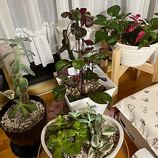 部屋全体/多肉植物デビュー/多肉植物寄せ植え/イレシネピンクファイヤー/イレシネマルチカラー...などのインテリア実例 - 2023-10-09 20:59:26