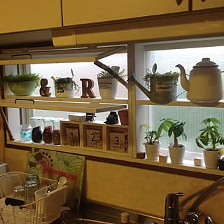 キッチン/植物/手作り/DIY/ハンドメイド...などのインテリア実例 - 2014-07-07 18:24:11