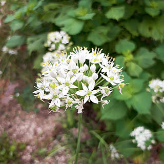 ベッド周り/べっどまわりではありません/にらの花/庭/お花のある生活❁...などのインテリア実例 - 2020-09-10 14:32:16