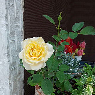 玄関/入り口/薔薇の花/花のある暮らし/かわいいもの♡/アイビー...などのインテリア実例 - 2021-06-11 08:48:16