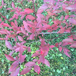 玄関/入り口/庭の木/紅葉がキレイ/ブルーベリー/ガーデニングのインテリア実例 - 2016-11-07 01:05:02