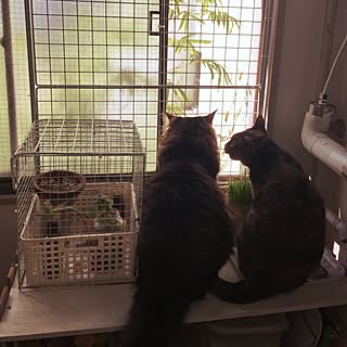 リビング/猫との生活/ダイソー/100均/DIY...などのインテリア実例 - 2016-05-01 09:27:05