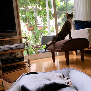 ネコ用ひんやりベッド/オットマン/ネコと暮らす/ネコが好き/ネコ姉弟...などのインテリア実例 - 2020-08-05 06:04:15