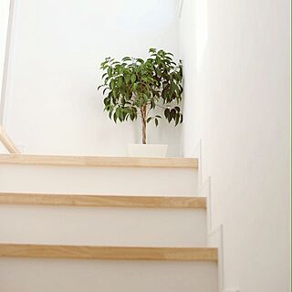 部屋全体/IKEA/観葉植物/植物/階段...などのインテリア実例 - 2015-03-02 21:00:07