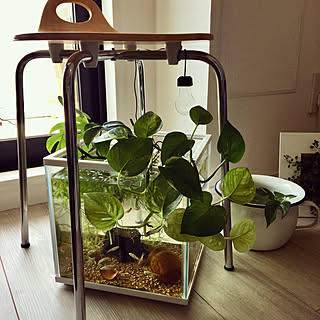 モンステラ 植物栽培ライトのおしゃれなアレンジ 飾り方のインテリア実例 Roomclip ルームクリップ