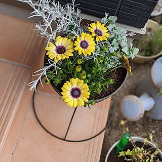 玄関/入り口/寄せ植え/花壇/観葉植物のある暮らし/玄関前...などのインテリア実例 - 2023-03-18 07:42:54