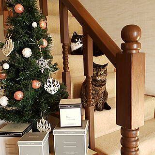 クリスマス/階段/猫/ねこのいる風景/ねこと暮らす...などのインテリア実例 - 2021-12-19 10:26:58