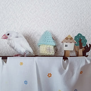 白文鳥の家族