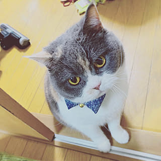 ねこ/フォロー嬉しいです♡/フォロー大歓迎♪/趣味/ねこ部...などのインテリア実例 - 2019-04-16 13:45:46