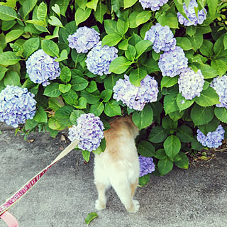 紫陽花/殺処分のない世界/11才の女の子/譲渡犬/いぬのいる暮らし...などのインテリア実例 - 2020-06-23 18:53:27