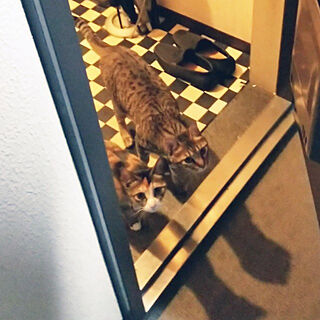 玄関/入り口/猫と暮らす家/猫/市松模様の床のインテリア実例 - 2022-10-01 06:51:57