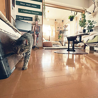 猫と暮らす/ねこと暮らす/猫カフェ風/手作り家具/猫...などのインテリア実例 - 2022-05-22 17:35:03
