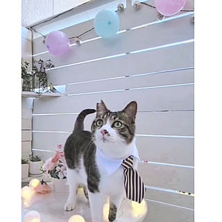 猫と暮らす家/ねこのいる風景/猫部屋/ねこのいる日常/ねこと暮らす。...などのインテリア実例 - 2022-11-20 20:35:29