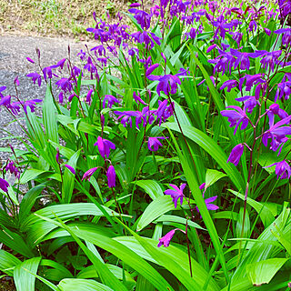 紫蘭/いつもいいねありがとうございます♡/花のある暮らし/花が好き/コロナウイルスの終息願う…...などのインテリア実例 - 2020-05-11 21:57:25